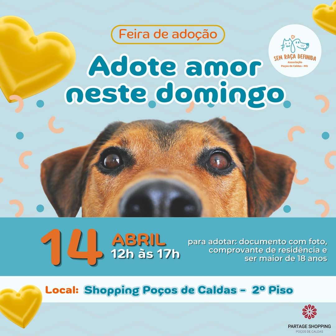 feira adoção pet